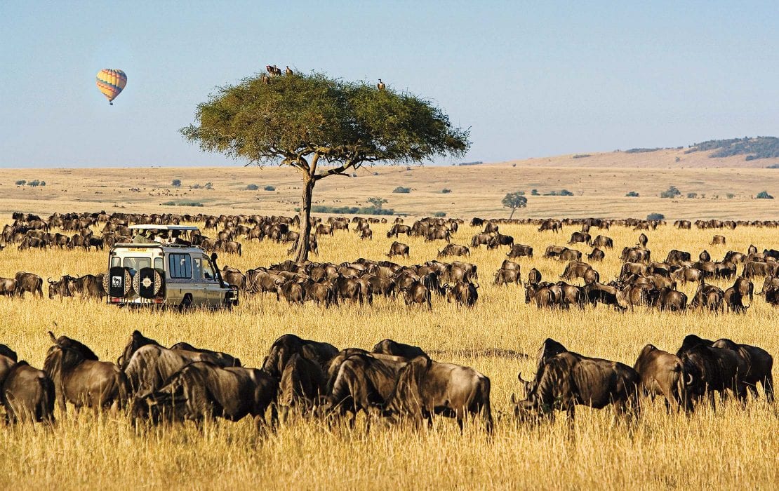 African Safari Landscape
